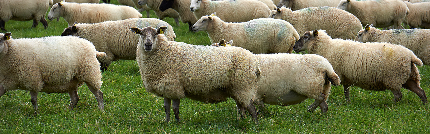 L Agneau Quel Morceau Choisir Pour Votre Recette